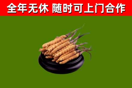 江苏省烟酒回收冬虫夏草.jpg