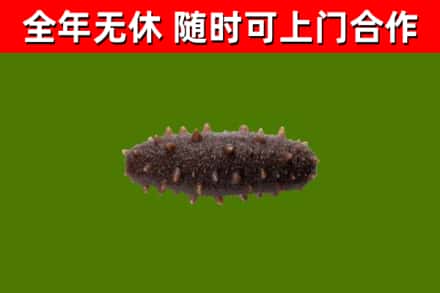 江苏省回收海参干